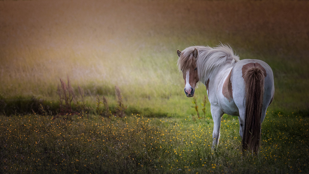 The Horse, Peter Helmut Larsen