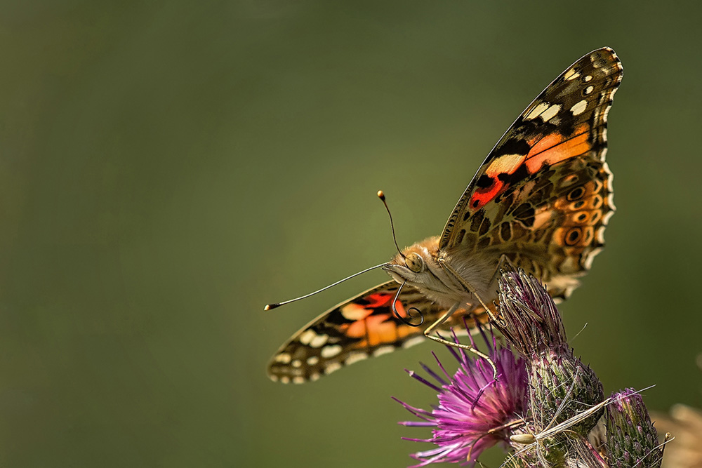 The butterfly, Peter Helmut Larsen