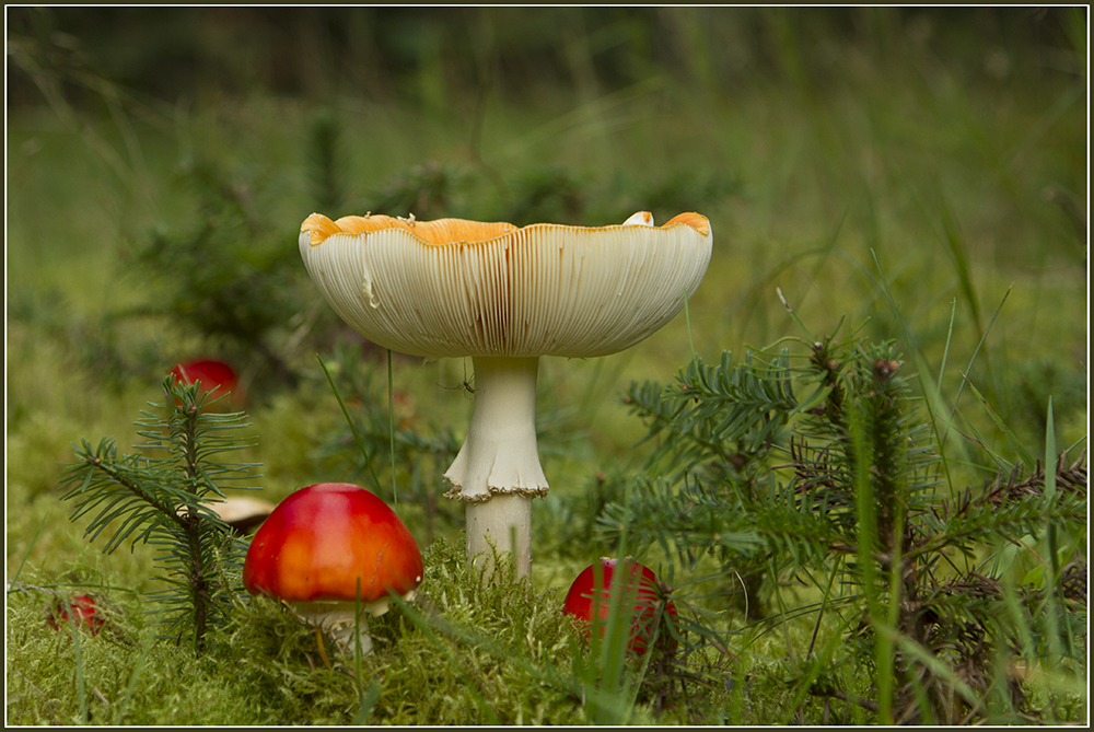 Mushrooms, Danne Johansen