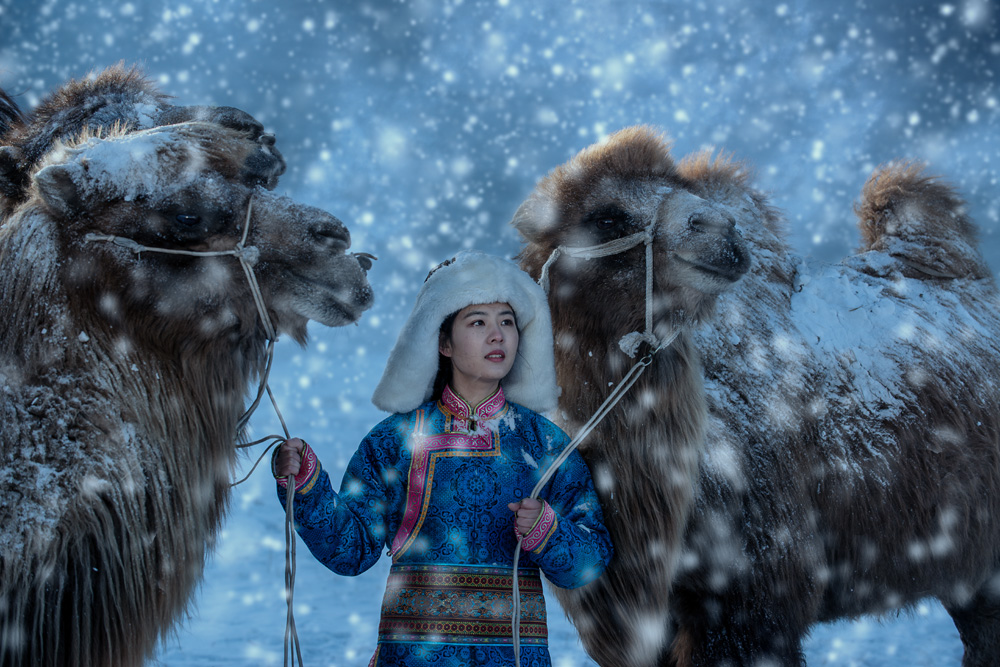 Camels and girl (Leif Alveen)