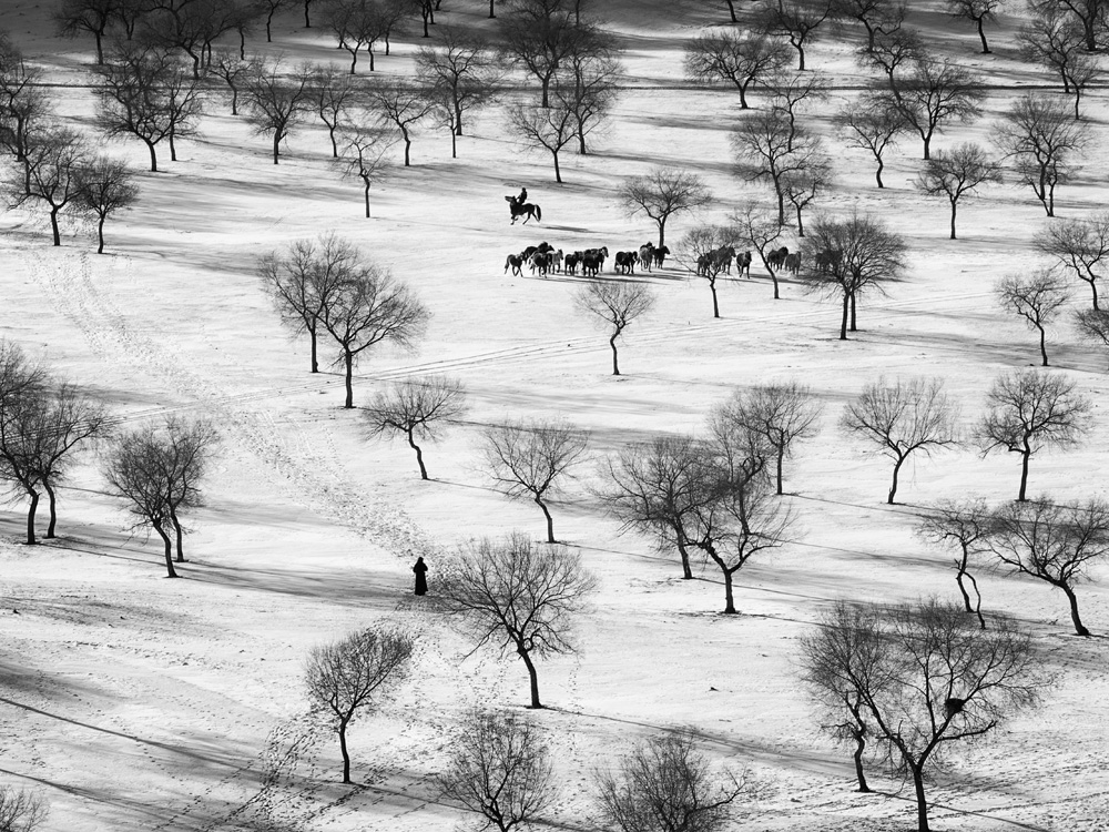 Horses and trees (Leif Alveen)