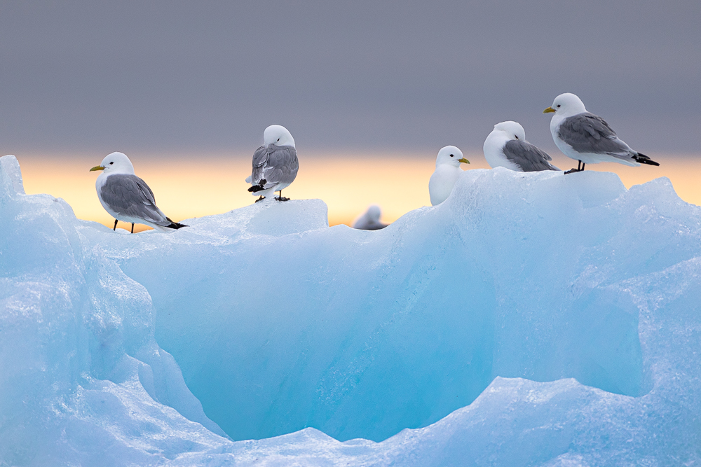 Kittiwakes on blue ice, Jon Knutsen