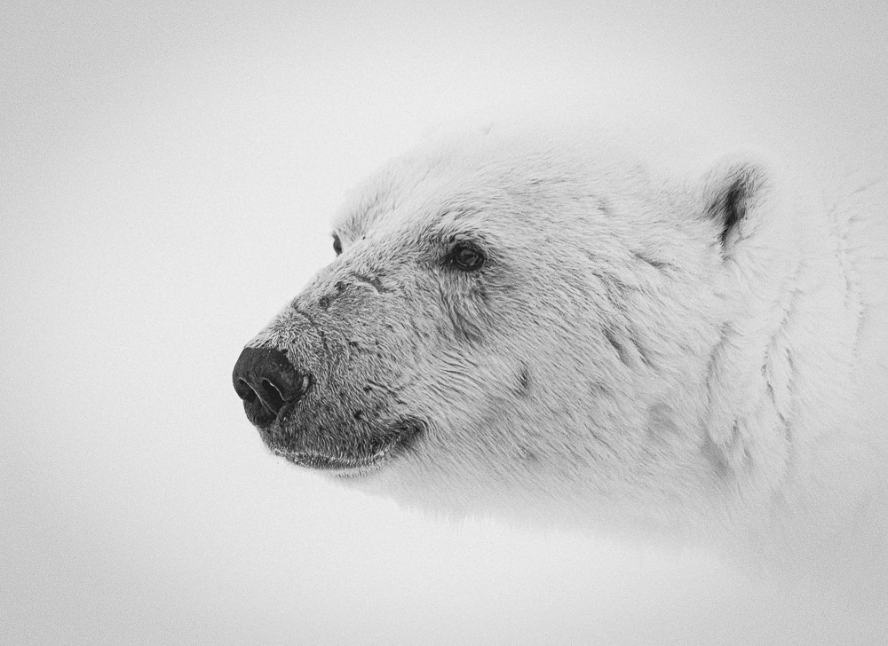 Polarbear Portrait, Jon Knutsen