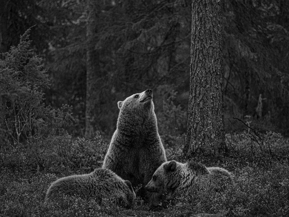 Bear with cubs 2 (Roald Synnevåg)
