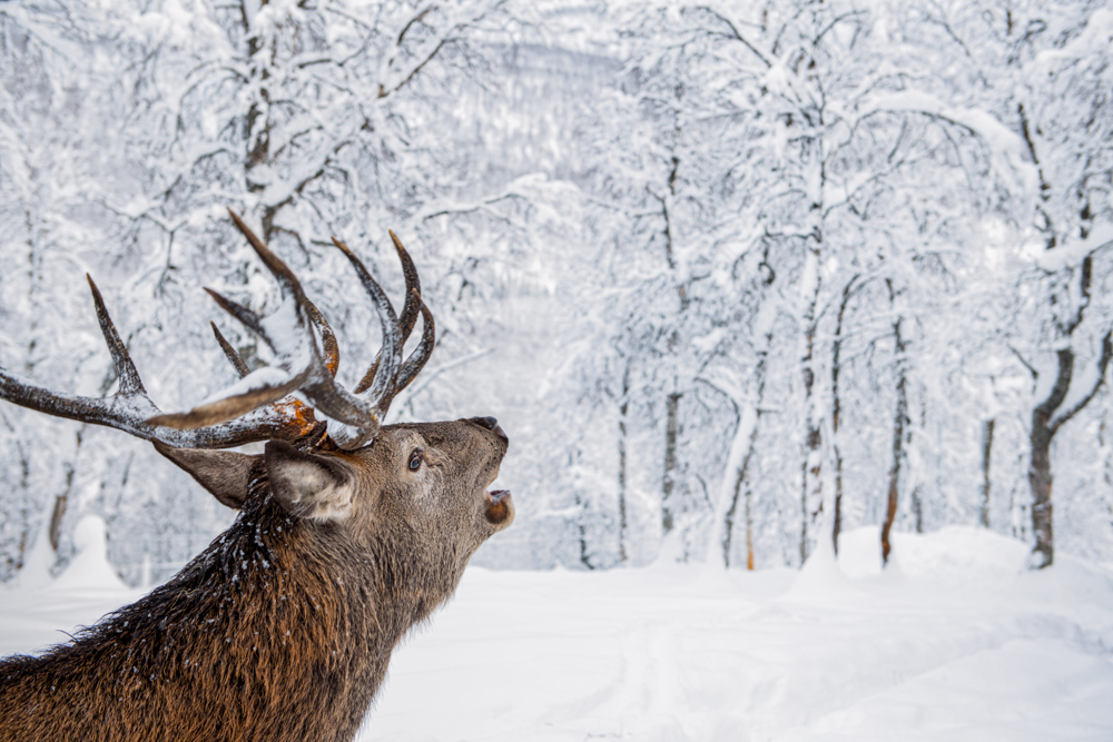 Deer in Winter, Nicolaj Rasch Møller