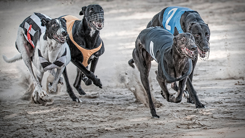 Dog race, Per Martens