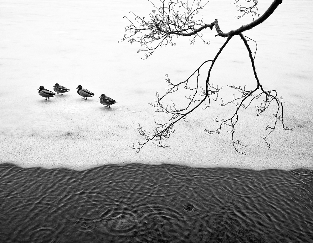 Ducks in Bergen (Roald Synnevåg)