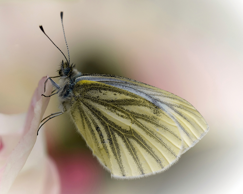 Winter butterfly, Bente Nedrebø