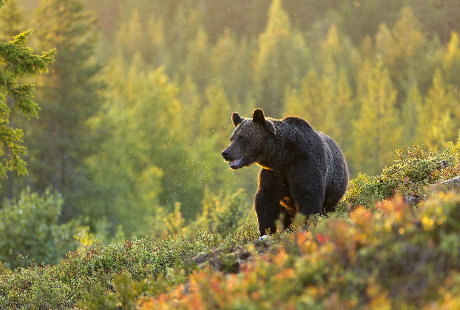 Wild brown bear-season, Ilkka Niskanen
