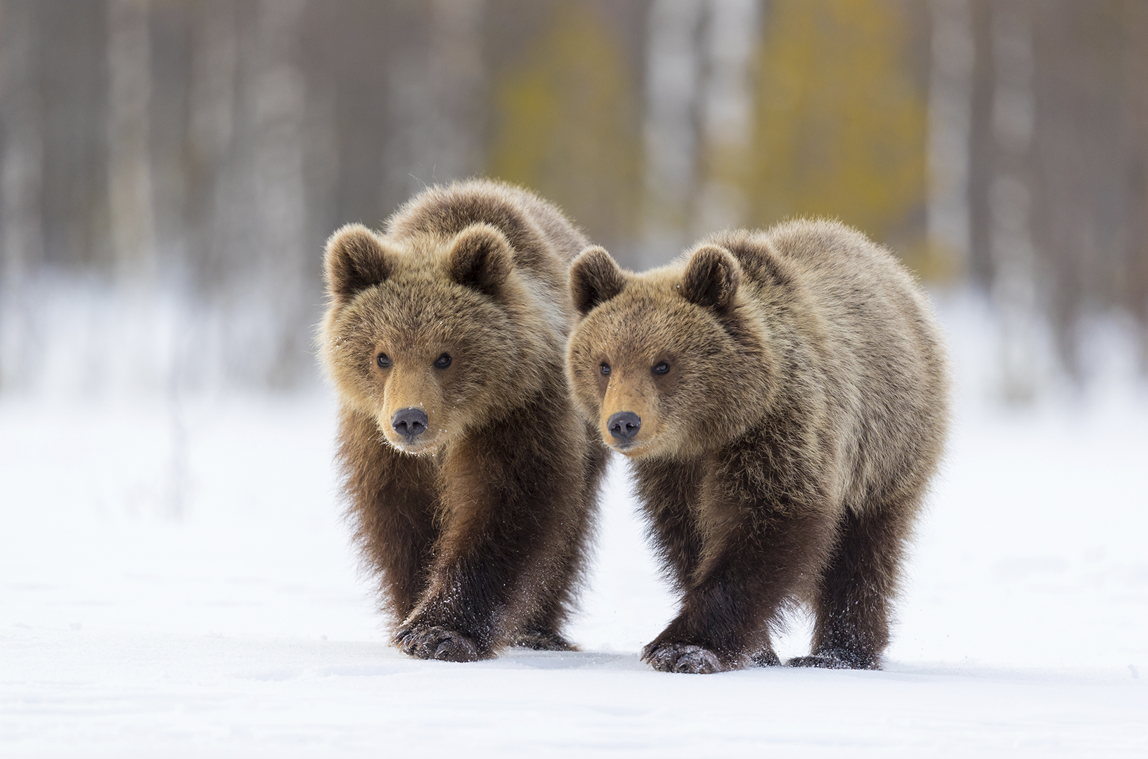 Wild brown bear-season, Ilkka Niskanen