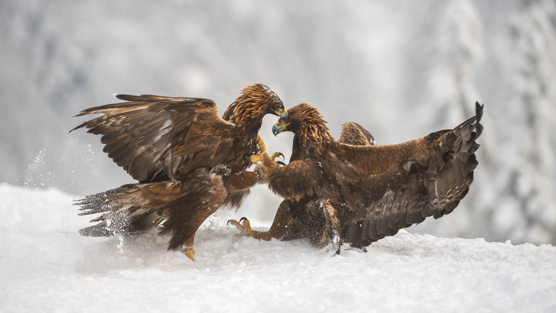Grabbing golden eagles, Gaute Frøystein