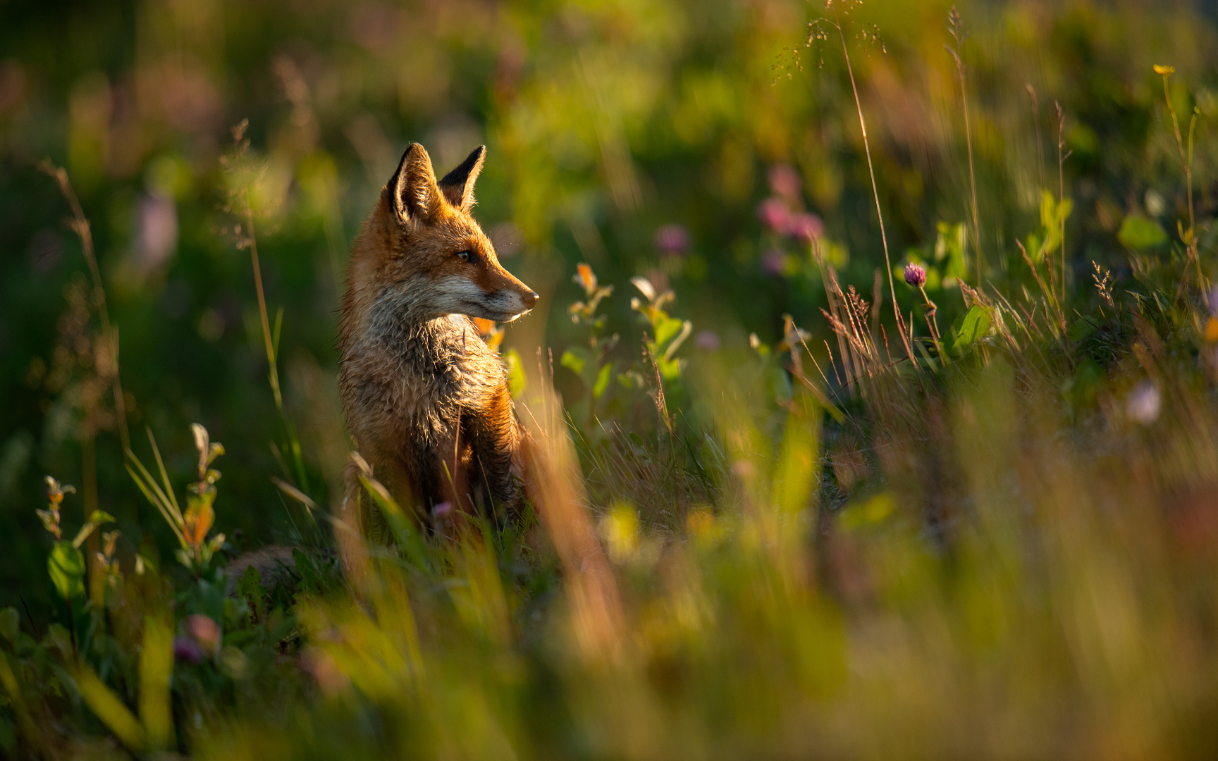 Young fox in the grass, Gaute Frøystein