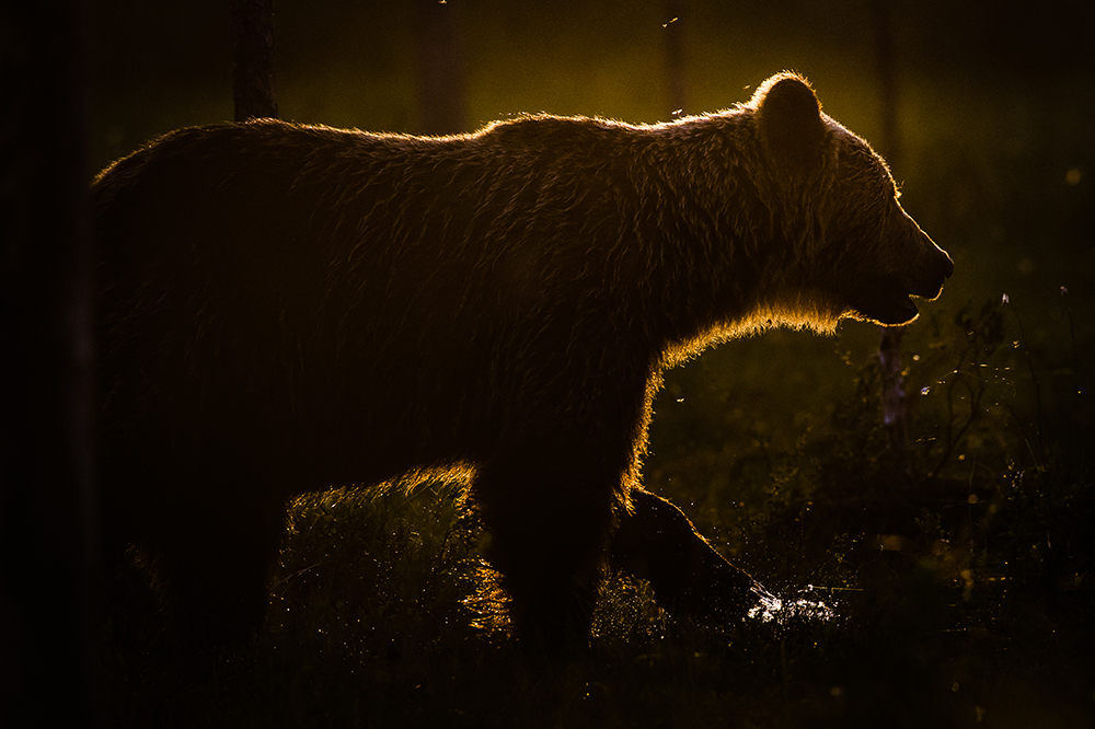 Heikki Sarparanta: Brown Bear in evening light 1