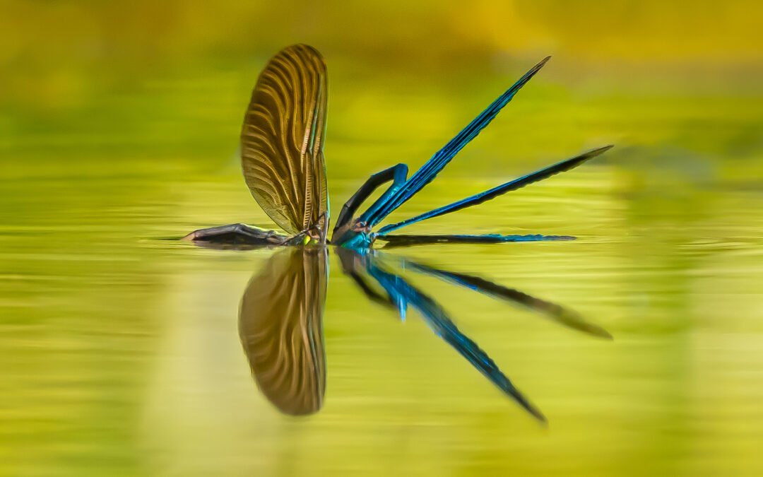 Geir Jartveit: Calopteryx Splendens (NPCC 2021)