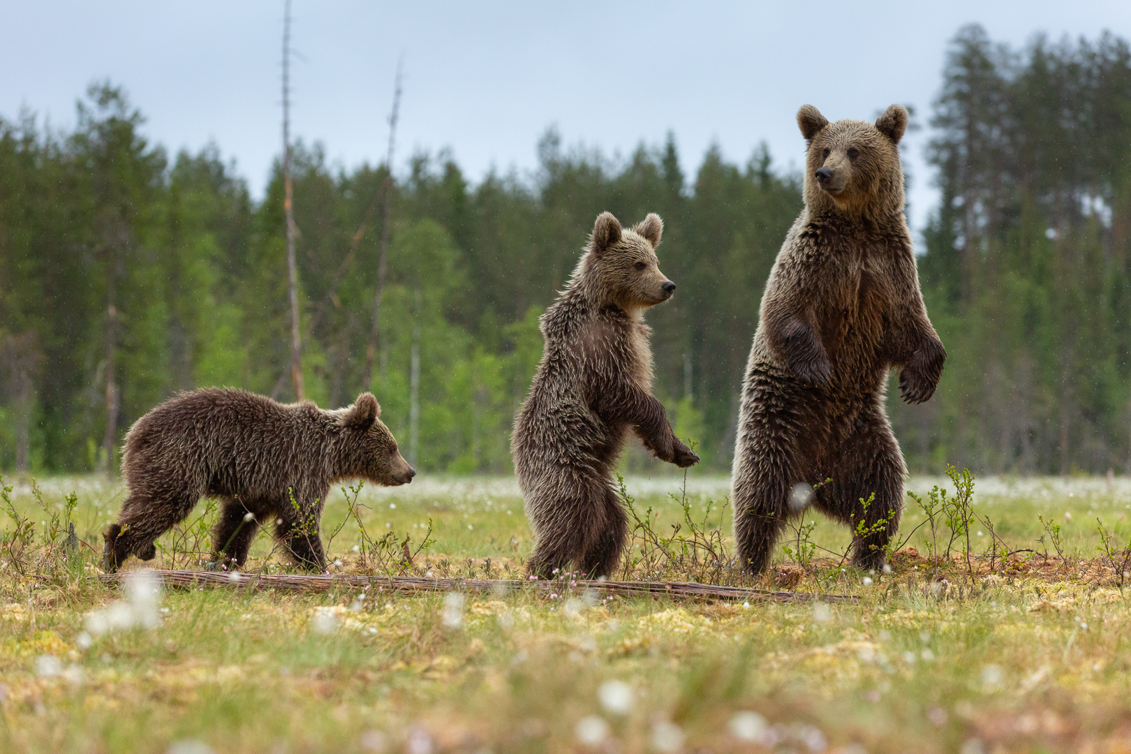 Three bears (Anita Price)