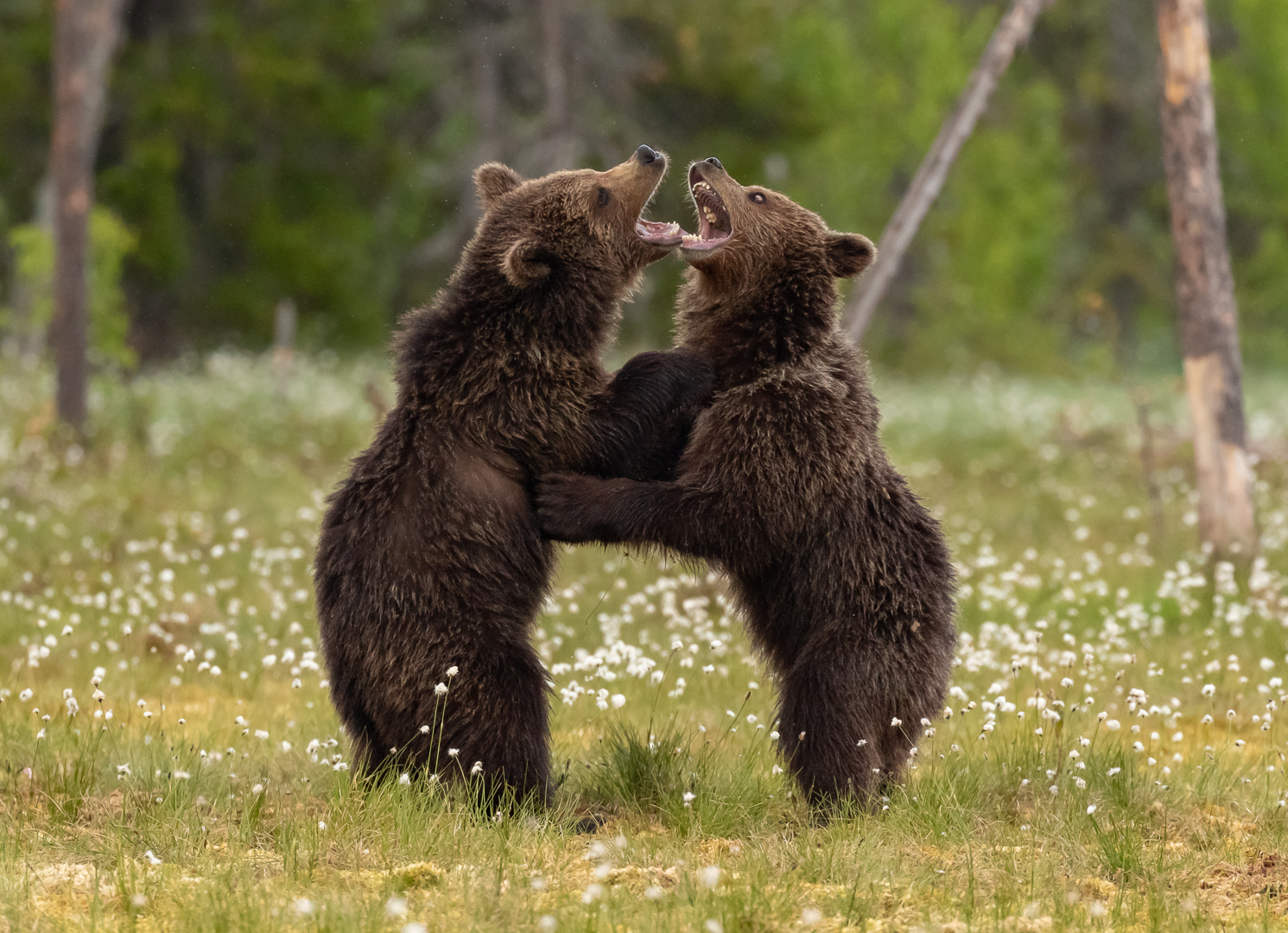 Bear play fight (Anita Price)