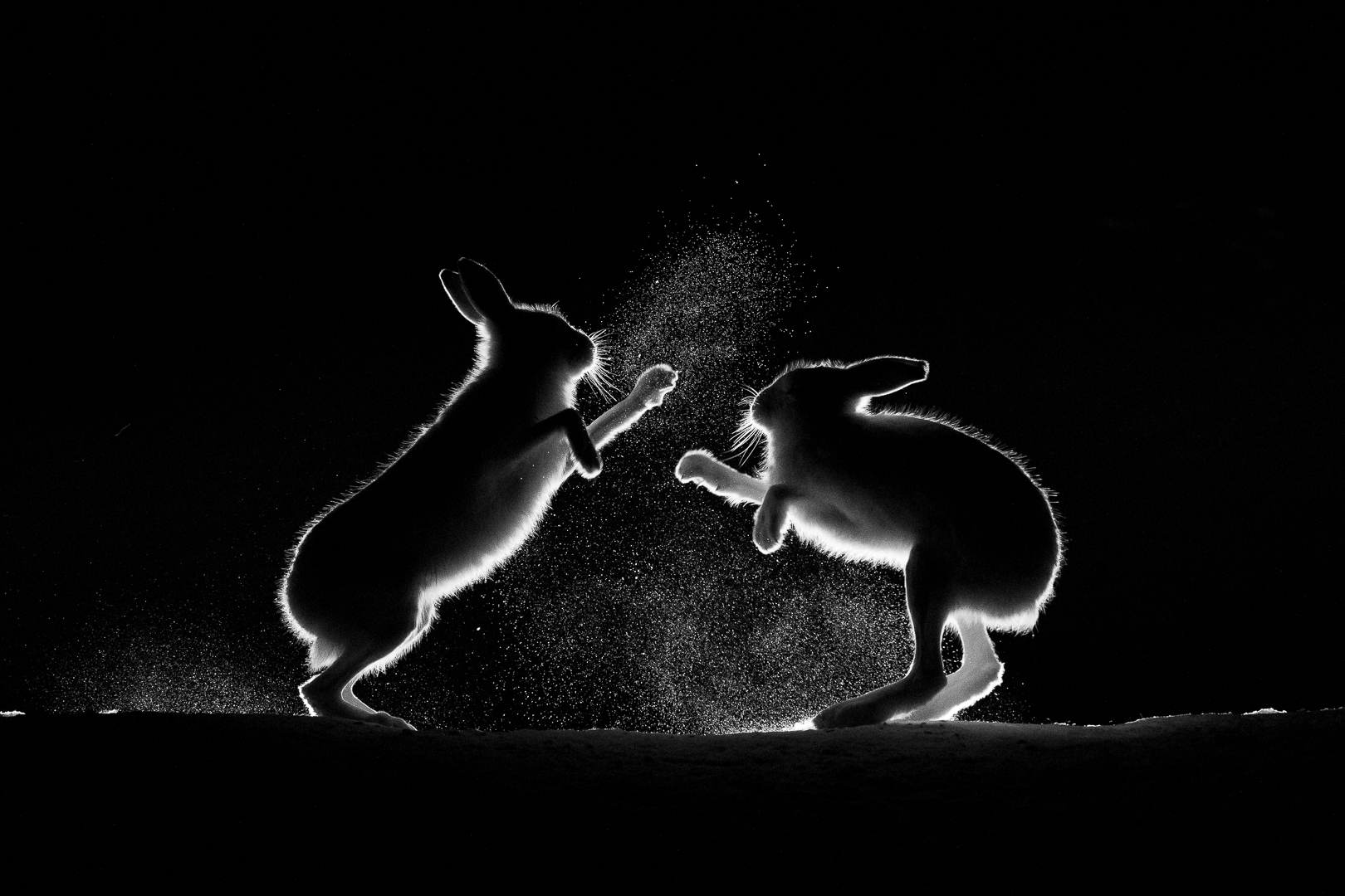 Hare fight II (Anita Price)