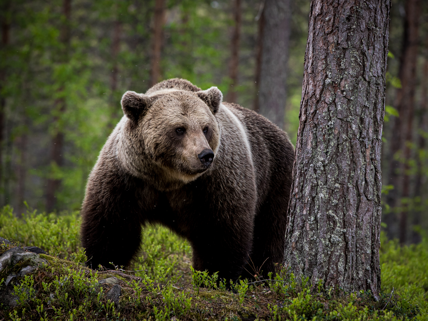 Big Bear (Juha Jokinen)