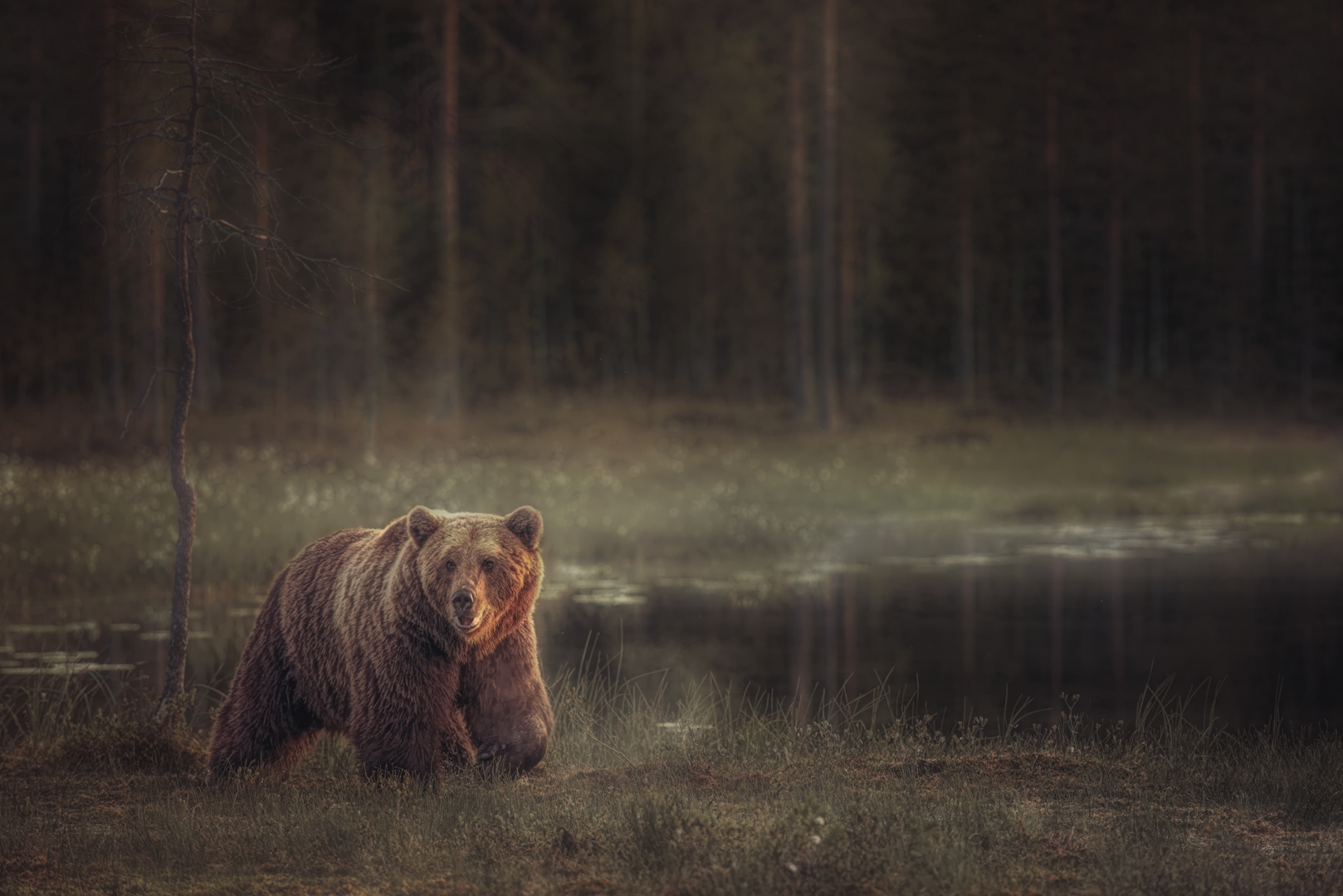 Brown bear in the bog (Juha Saastamoinen)