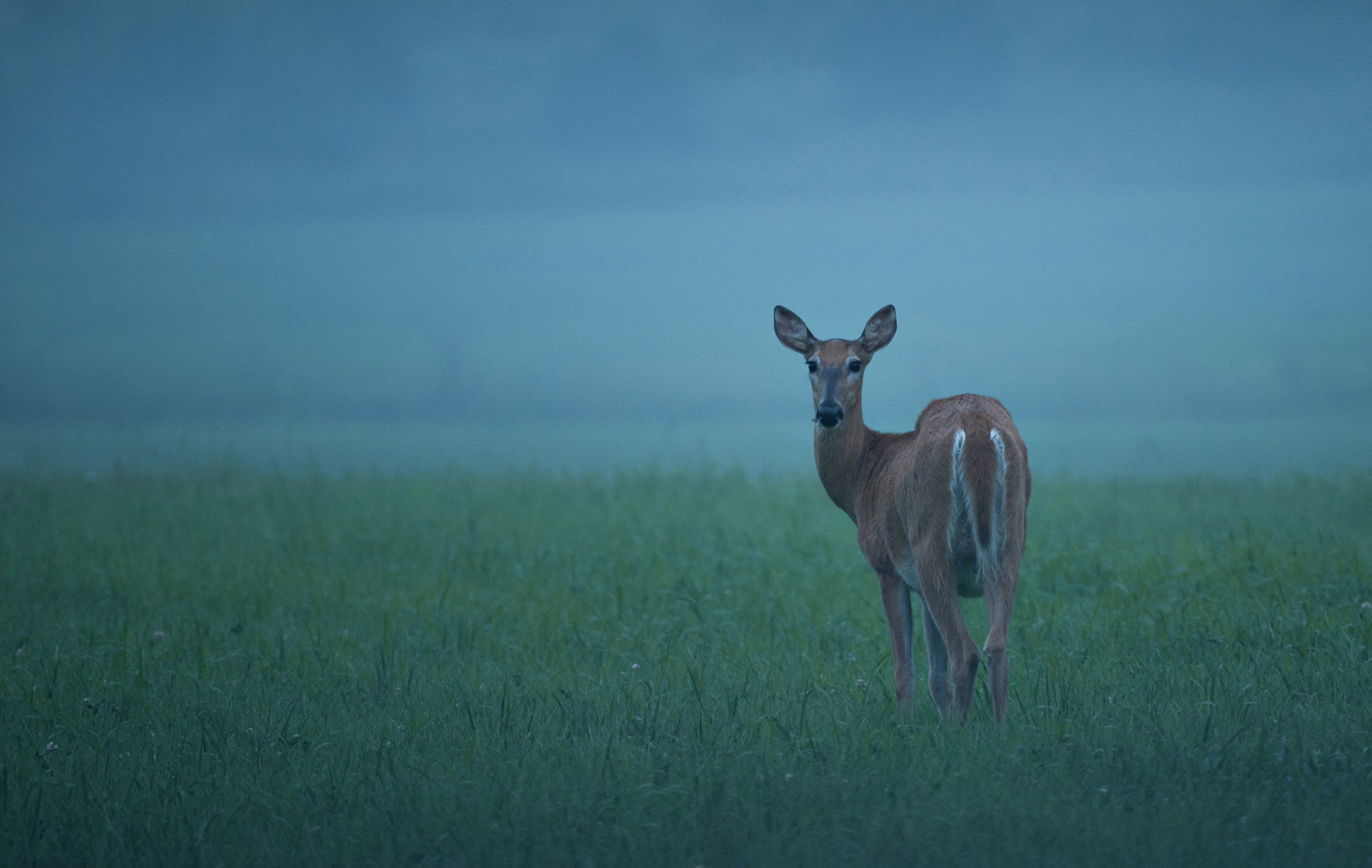 Deer on the foggy field (Leena-Maija Lindqvist)