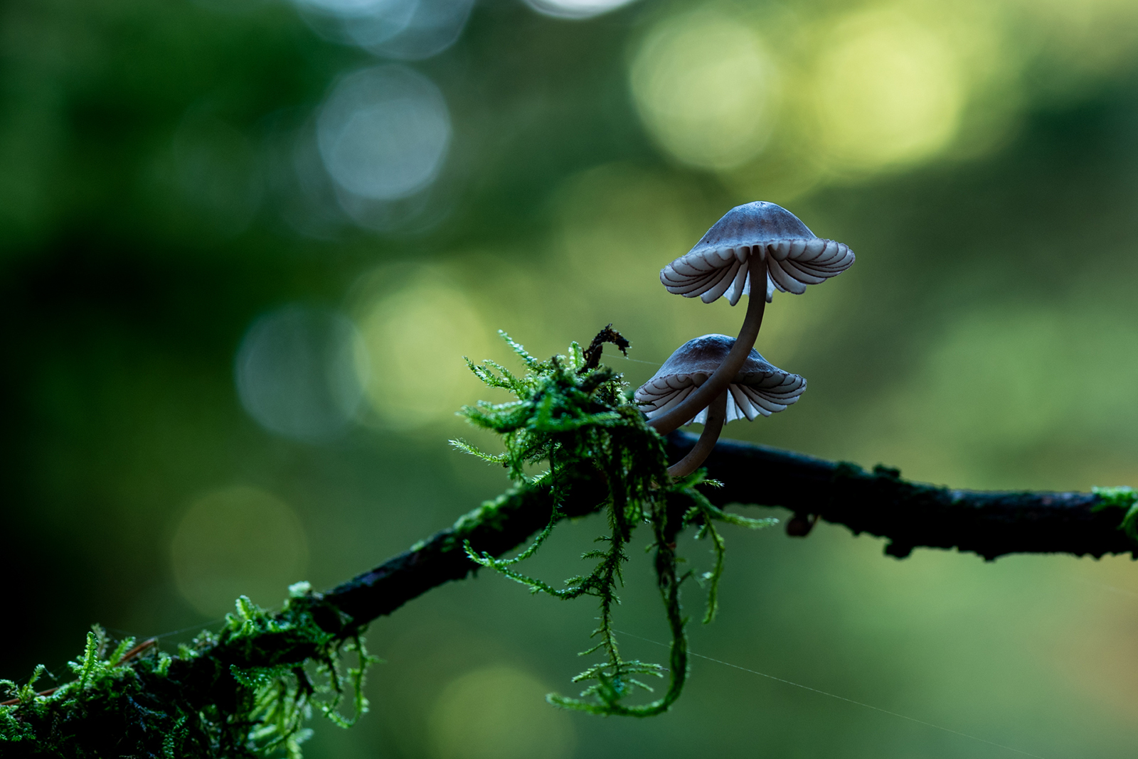 Mushrooms on tree branch (Jes Peder Løkke)