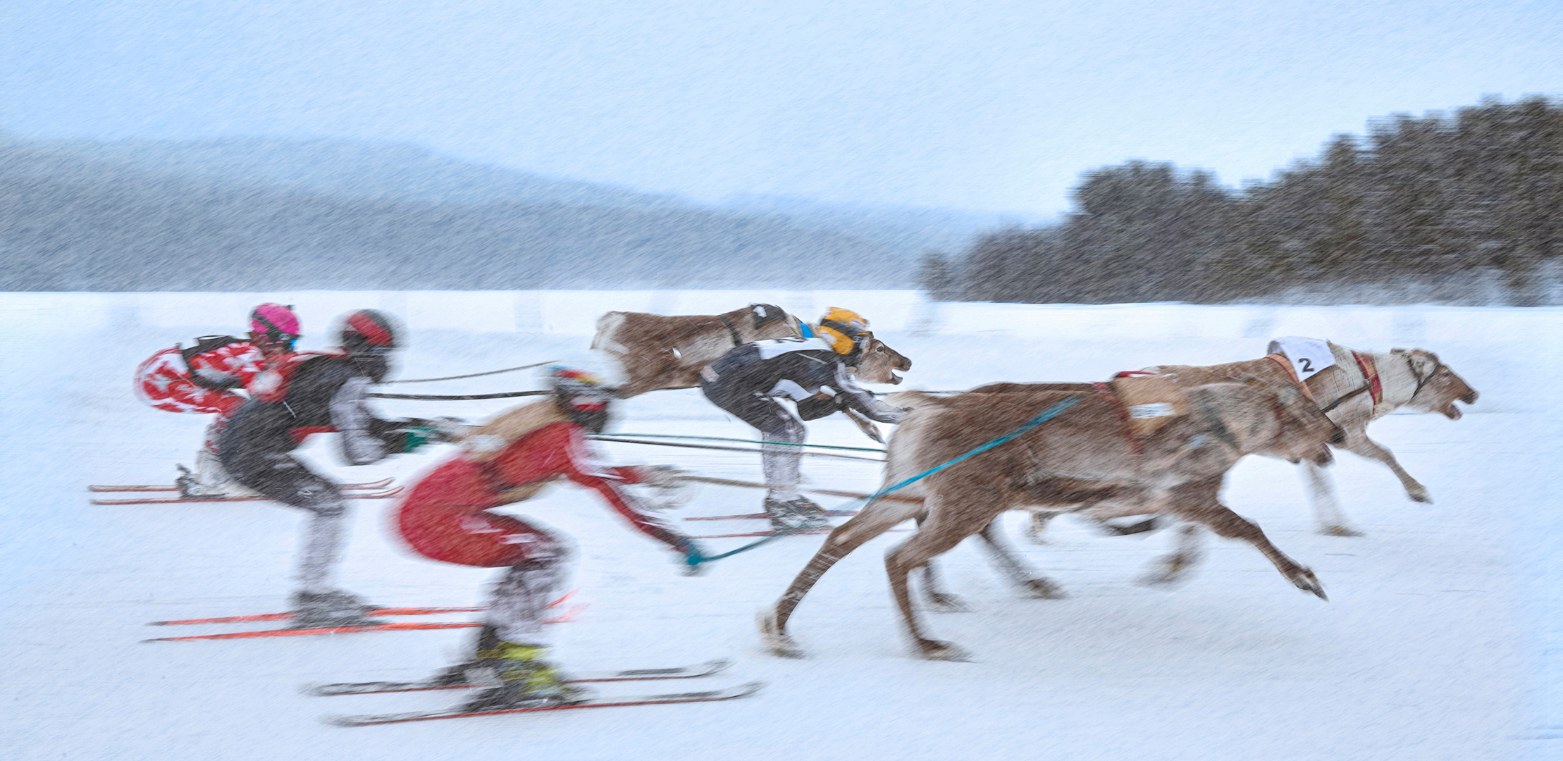 Reindeer skiing (Arto Kangas)