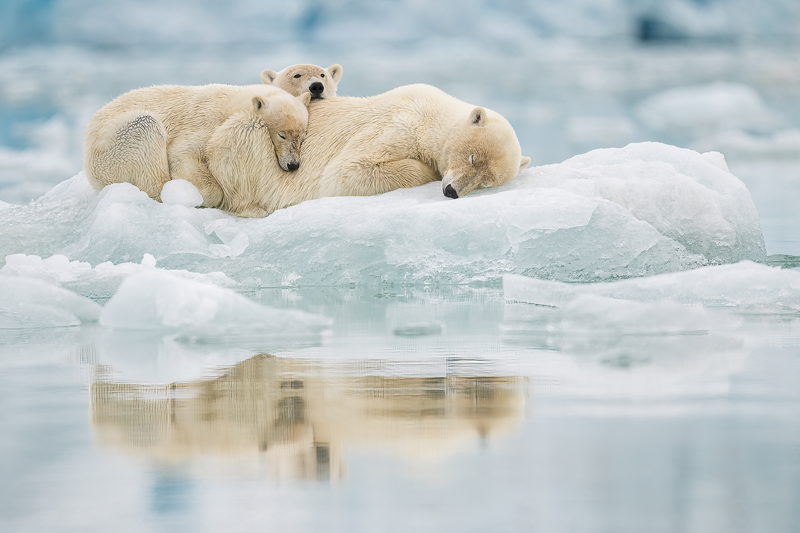 Polar bears in Svalbard, Heikki Sarparanta (RSF Gold)