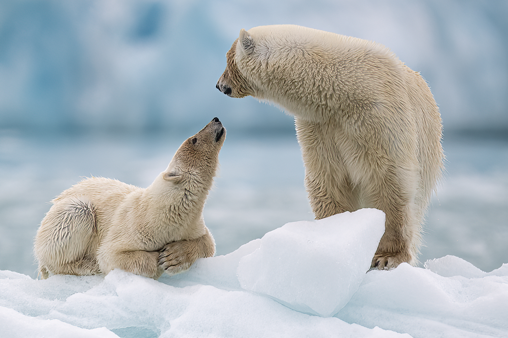 Polar bears in Svalbard, Heikki Sarparanta (RSF Gold)