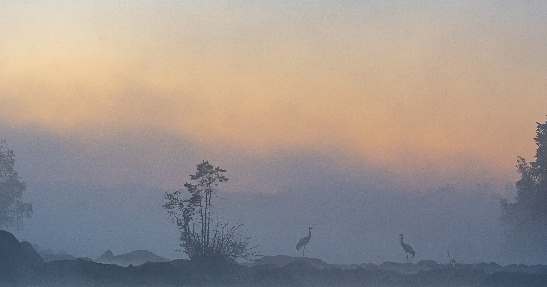 Cranes in the morning 4249 (Jarmo Mäntykangas, MNFFF/b 2023)