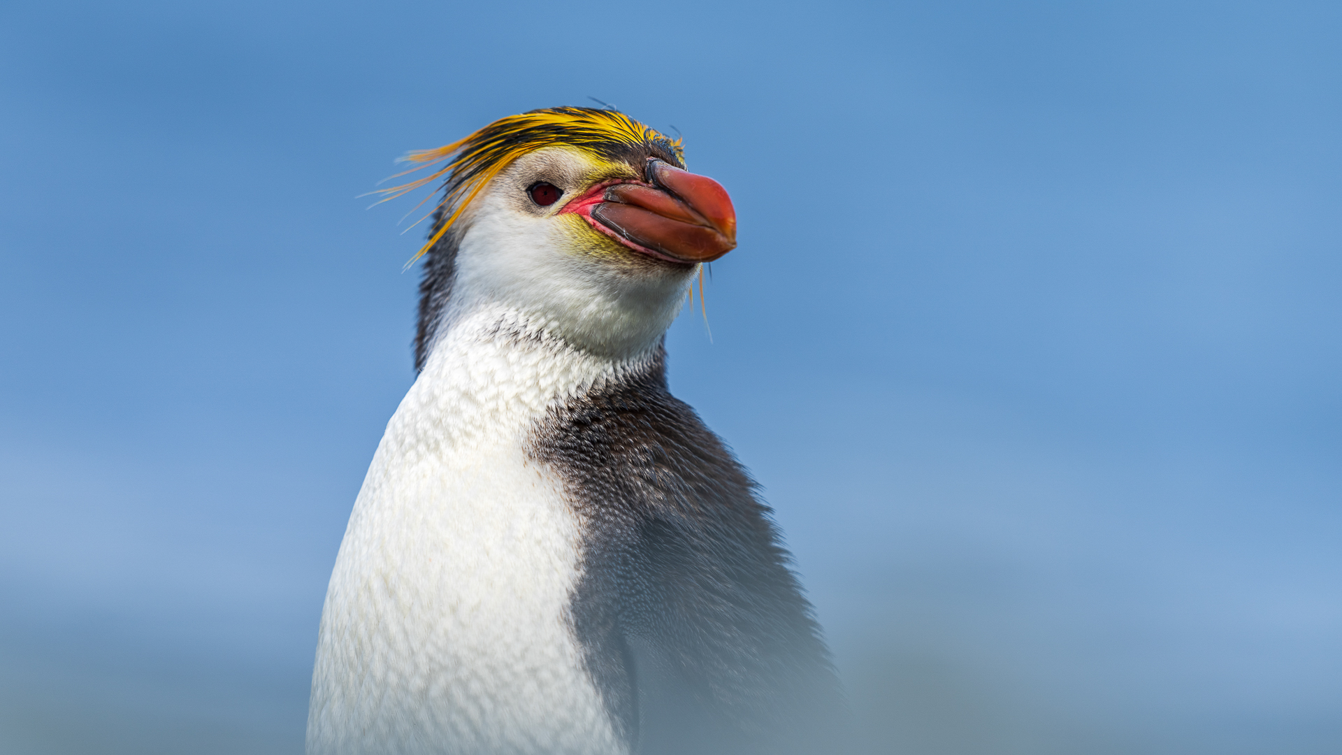 Eudyptes schlegeli Royal penguin (Risto Raunio, MNFFF/s 2023)