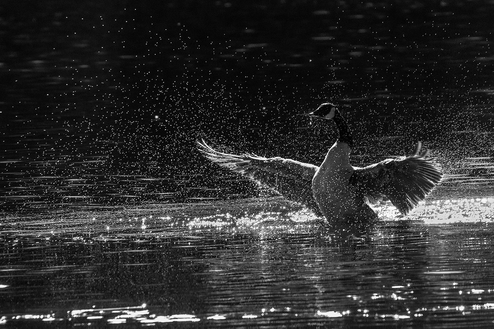 Goose splash 2 (Asbjørn M Olsen, MNFFF/b 2023)