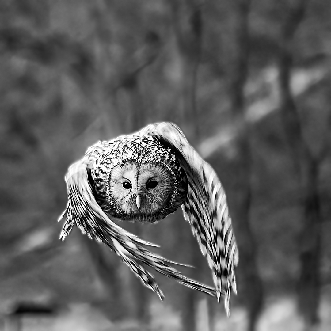 Owl in flight III (Jesper Fremming, MNFFF/b 2023)