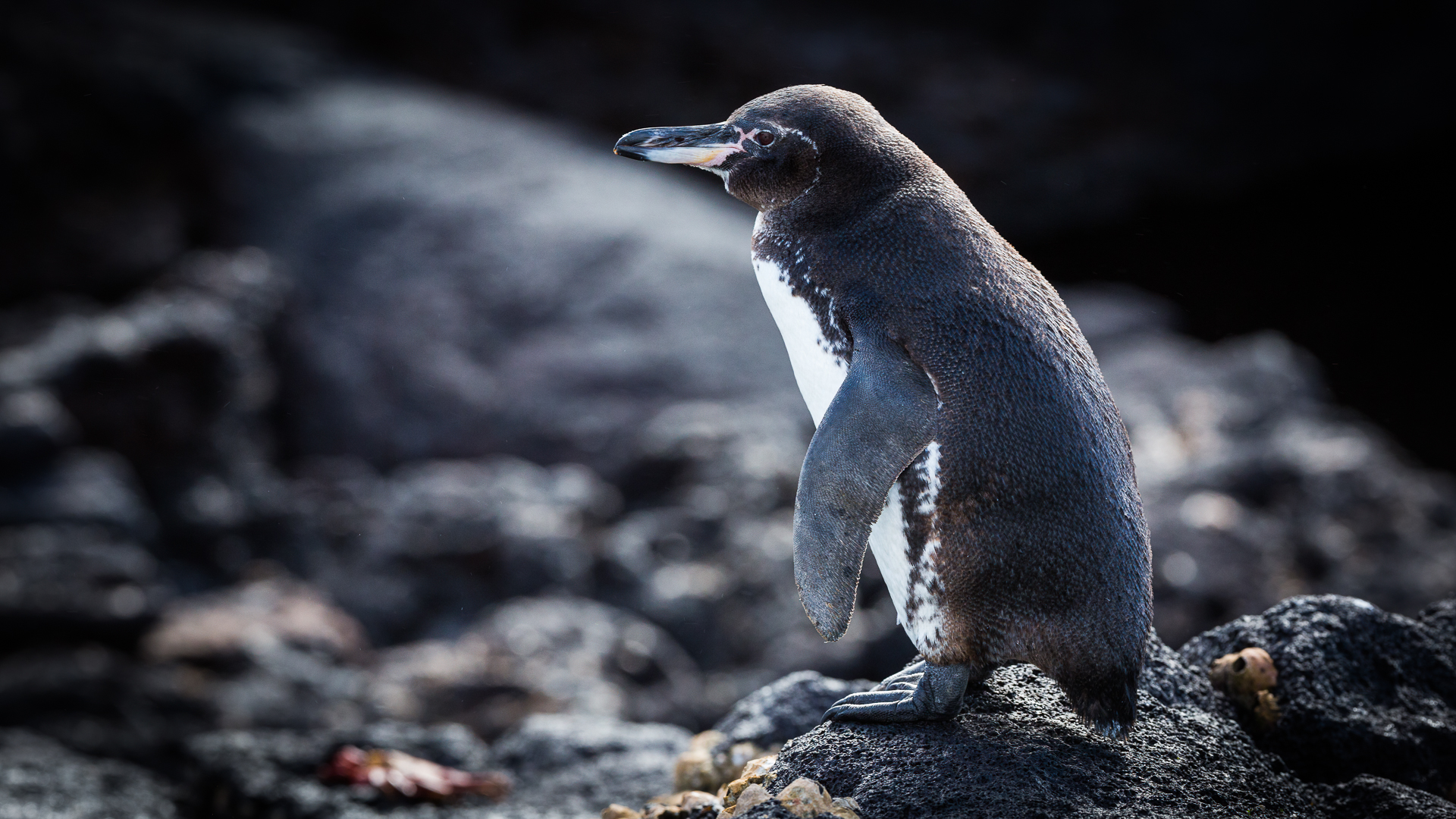 Spheniscus mendiculus Galapagos Penguin (Risto Raunio, MNFFF/s 2023)