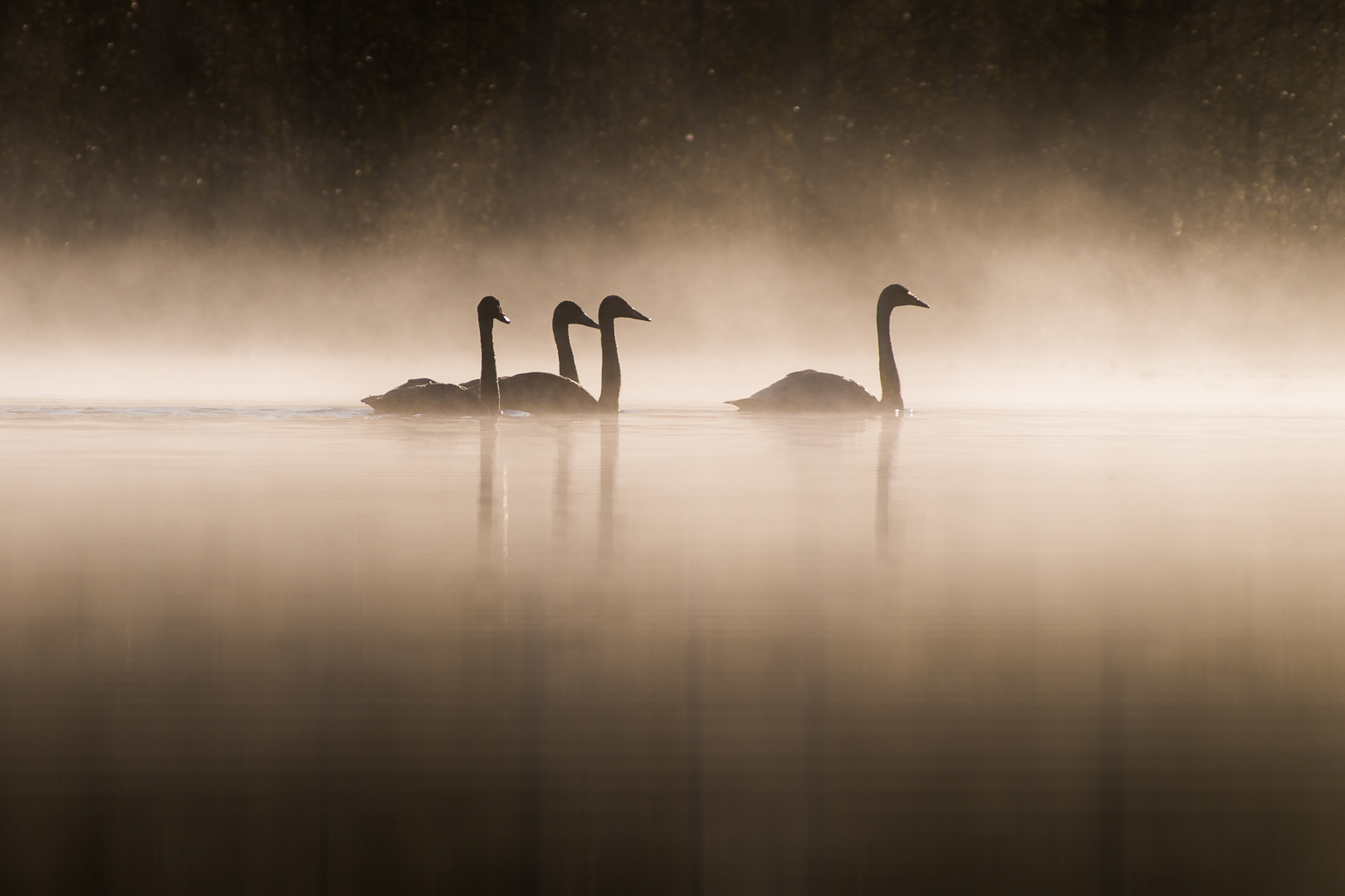 Swans in morning fog (Ilkka Valkila, MNFFF/b 2023)