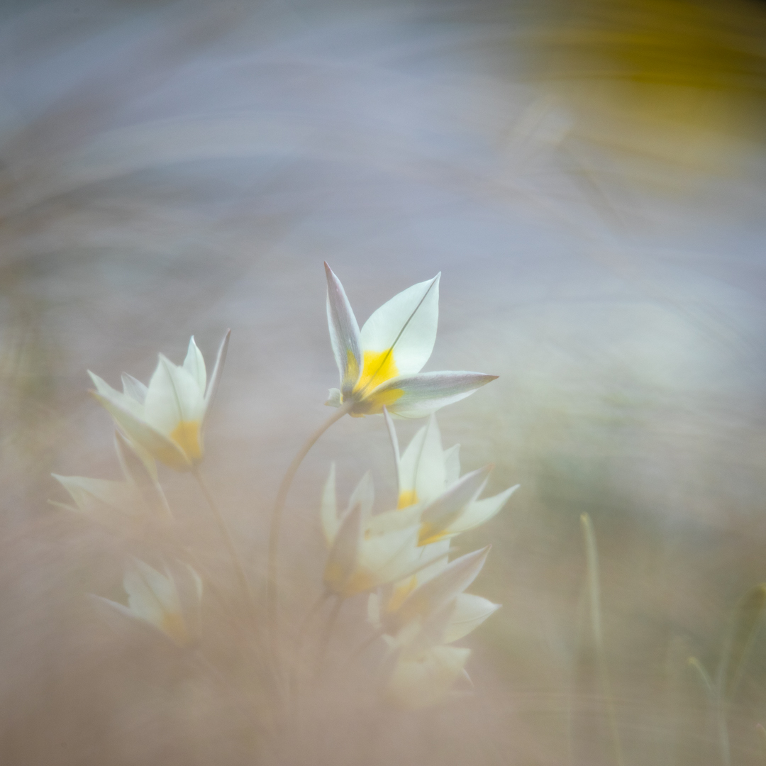 Tulip dream (Anna Almén, MNFFF/b 2023)