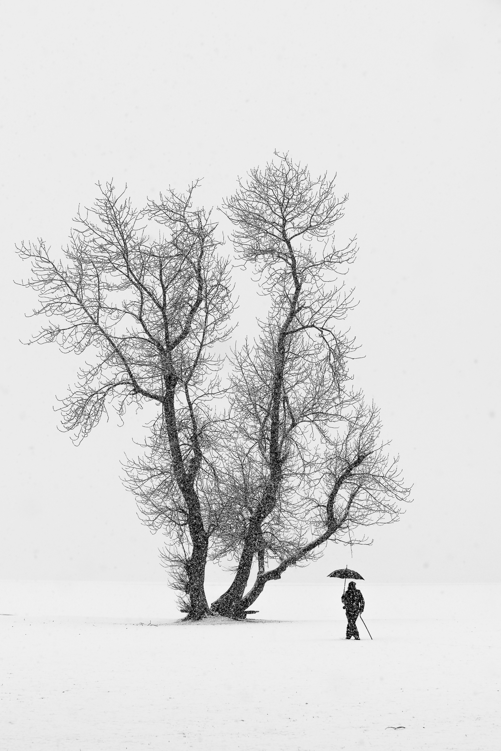 Walk in snow (Rolf Sylta, MNFFF/b 2023)