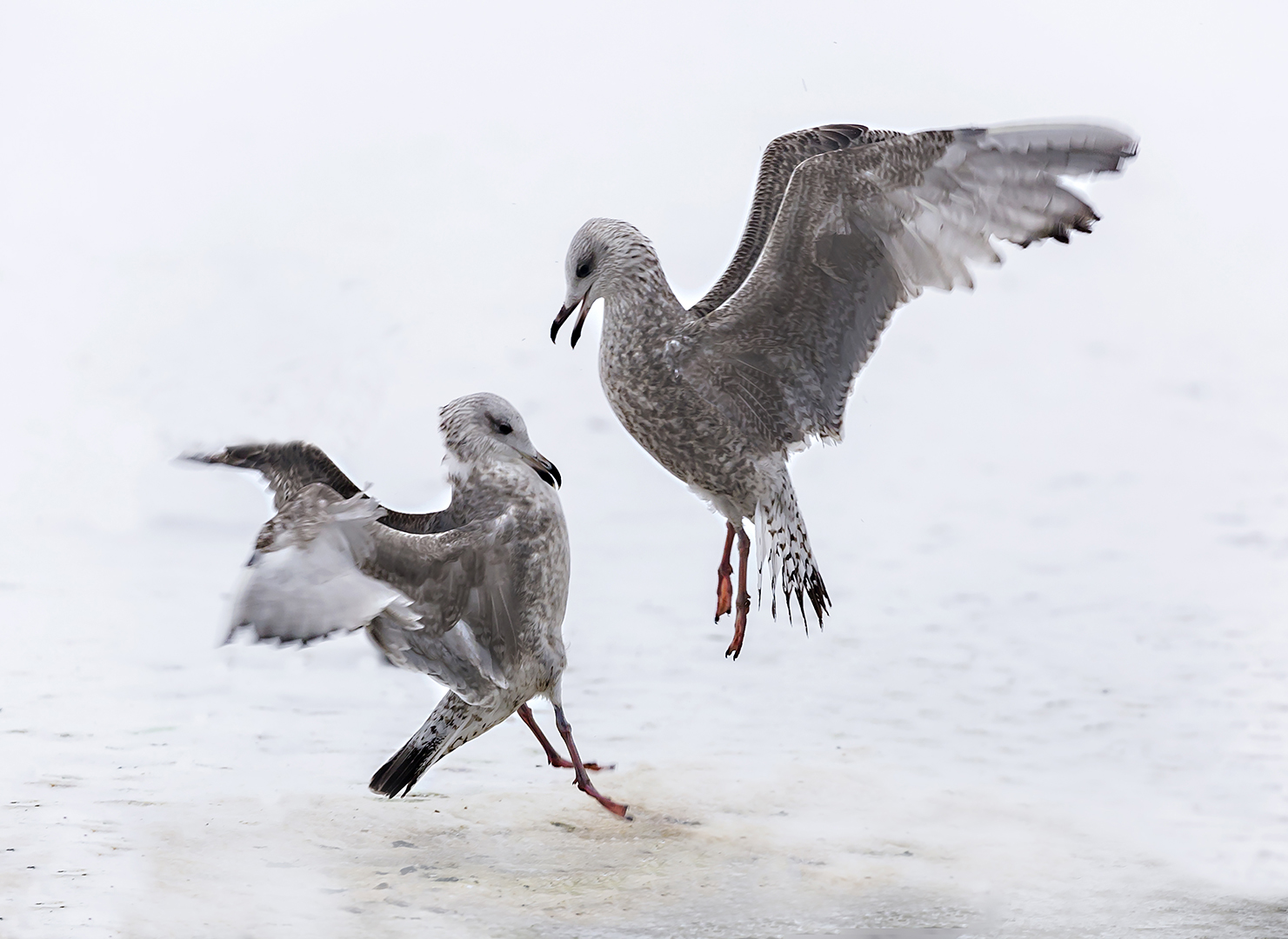herring gull in fight (Kjersti Holst, MNFFF/b 2023)