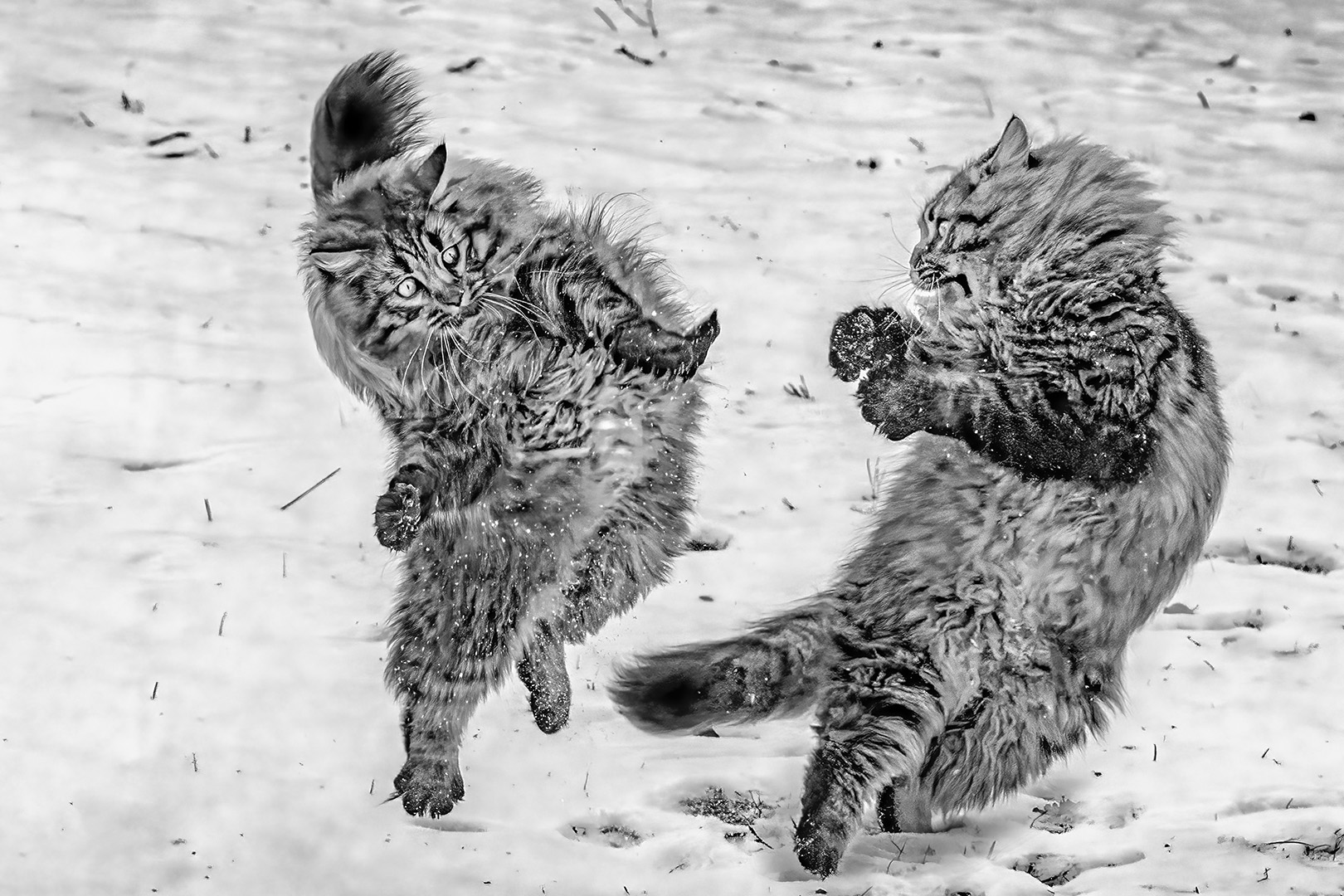 Boxing cats (Steffen Faisst)