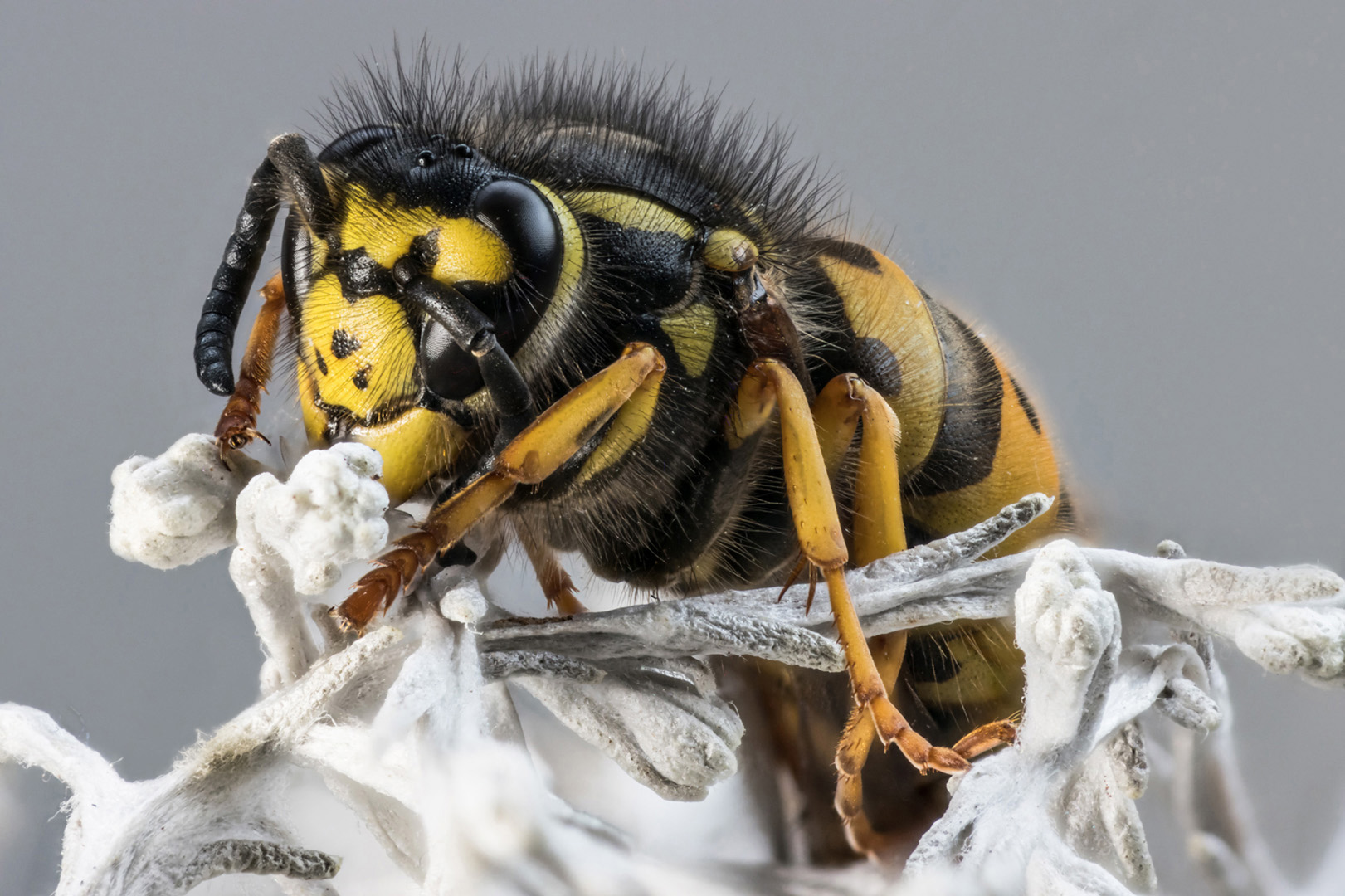 European wasp (Reijo Hovilainen)