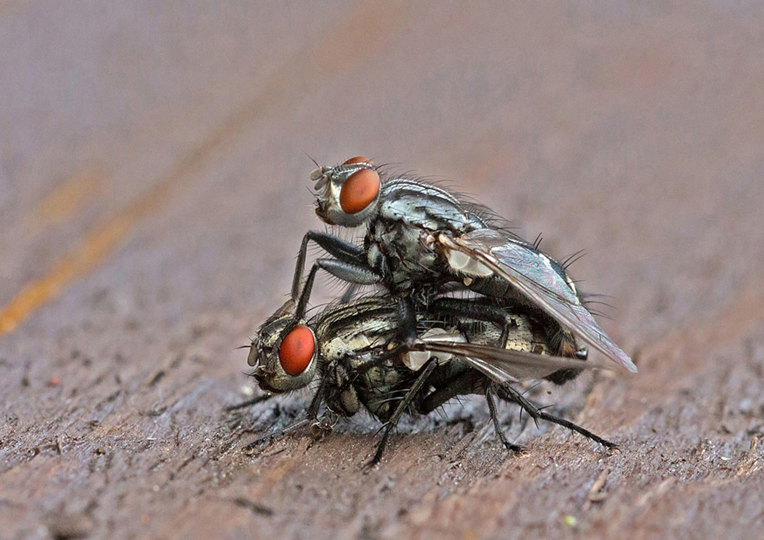 Flies are together (Reijo Hovilainen)