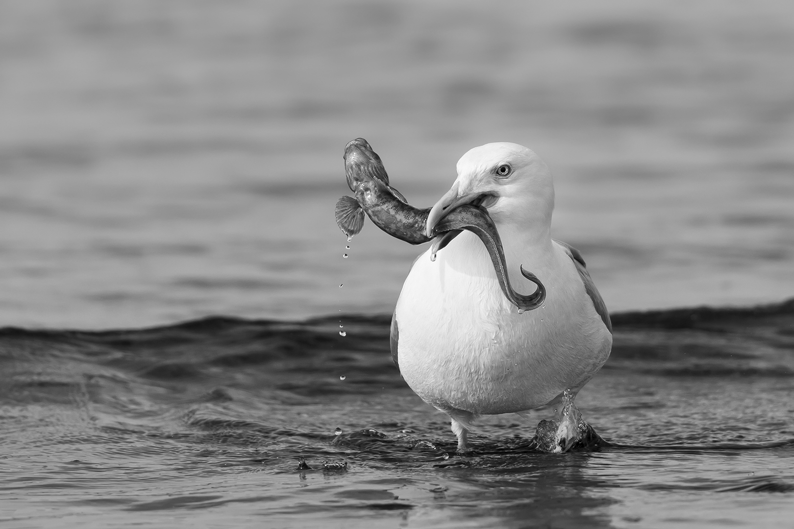 Herring gull with eelpout (Jörg Asmus)