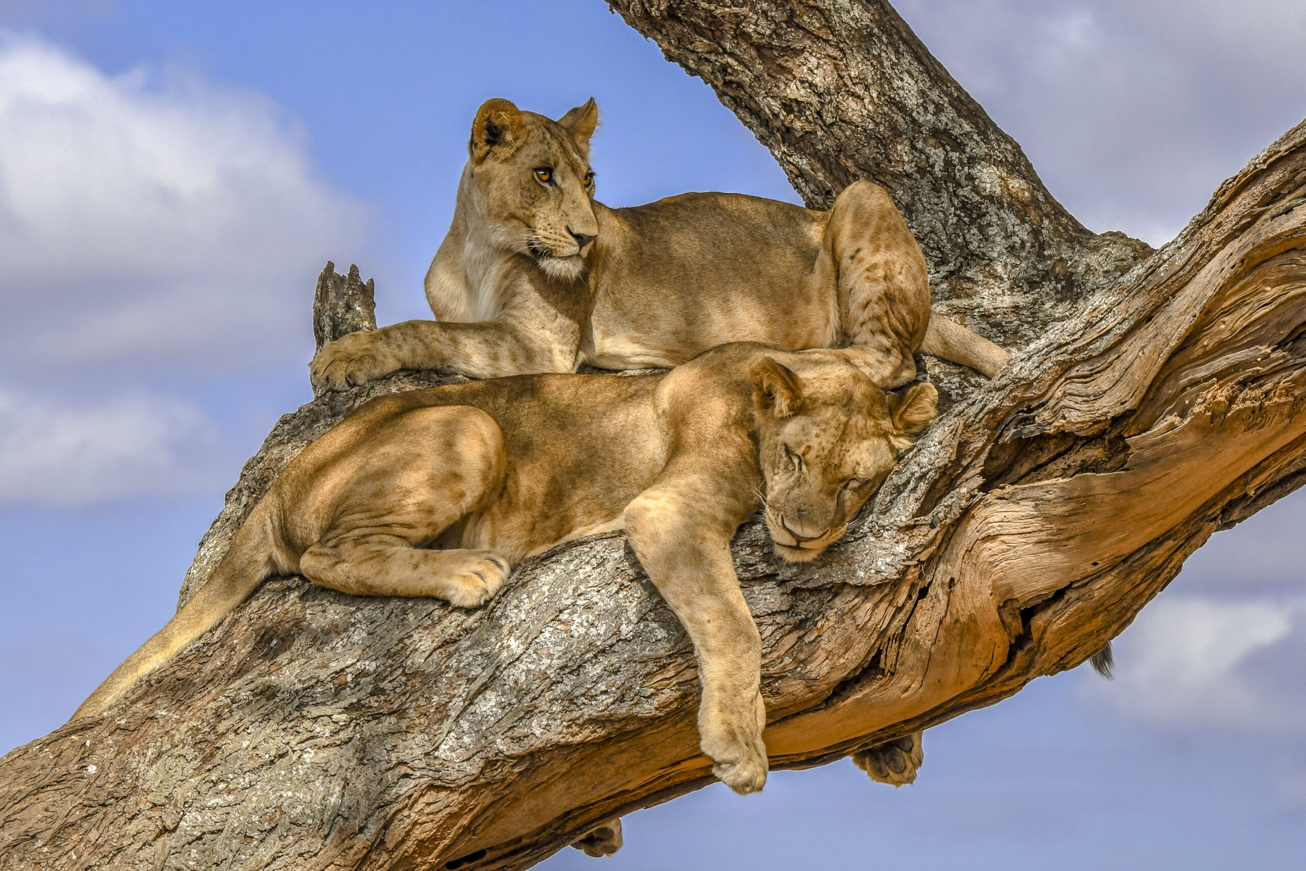 Lions resting (Dick Wåhlin)