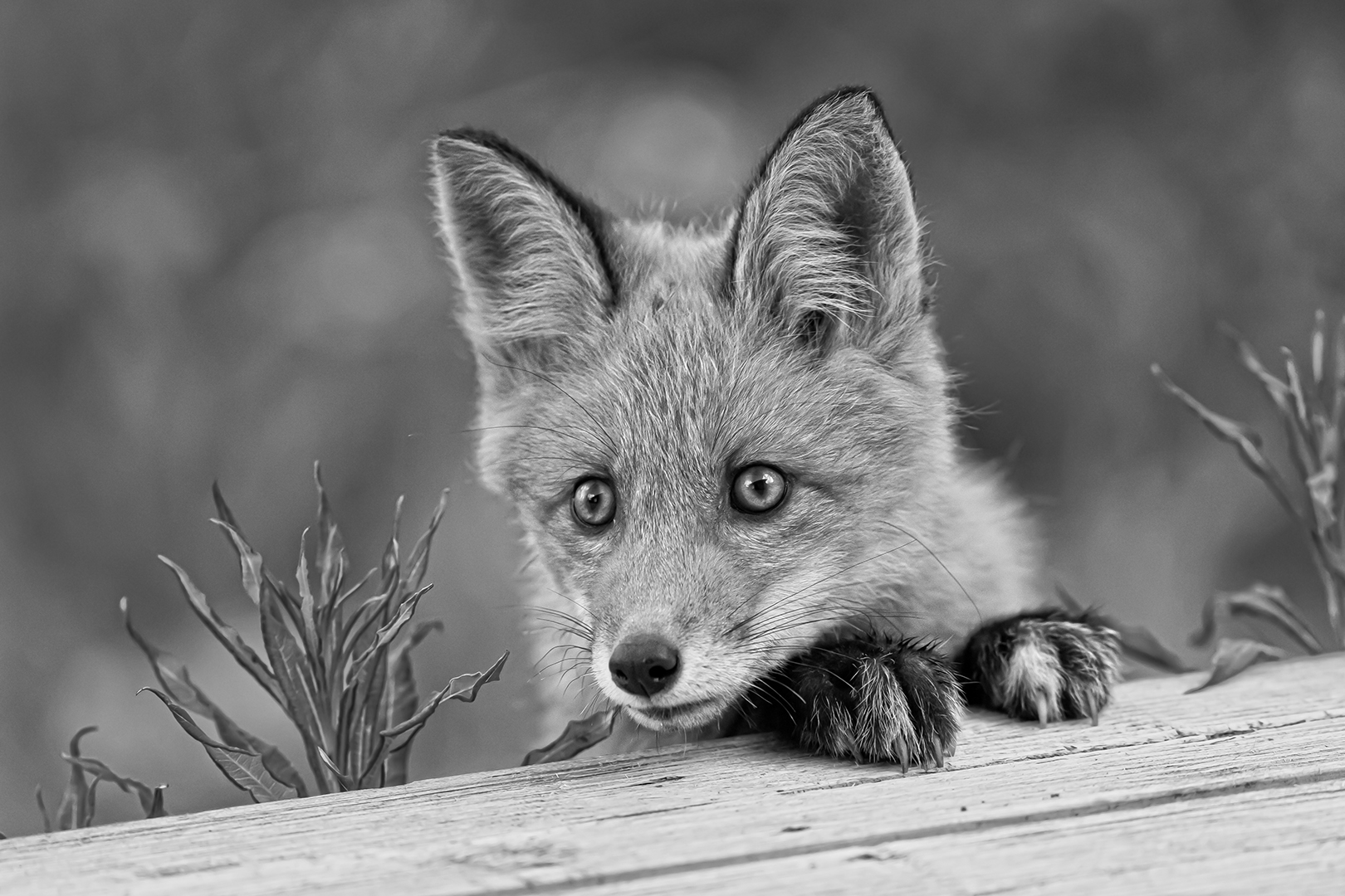 Little fox (Jörg Asmus)