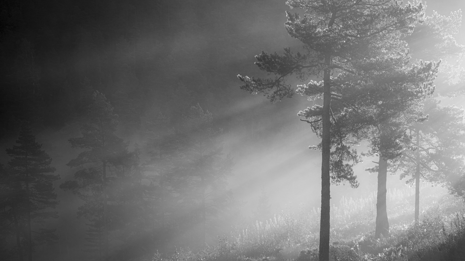 Sun rays through the mist (Tore Gravelsæter)