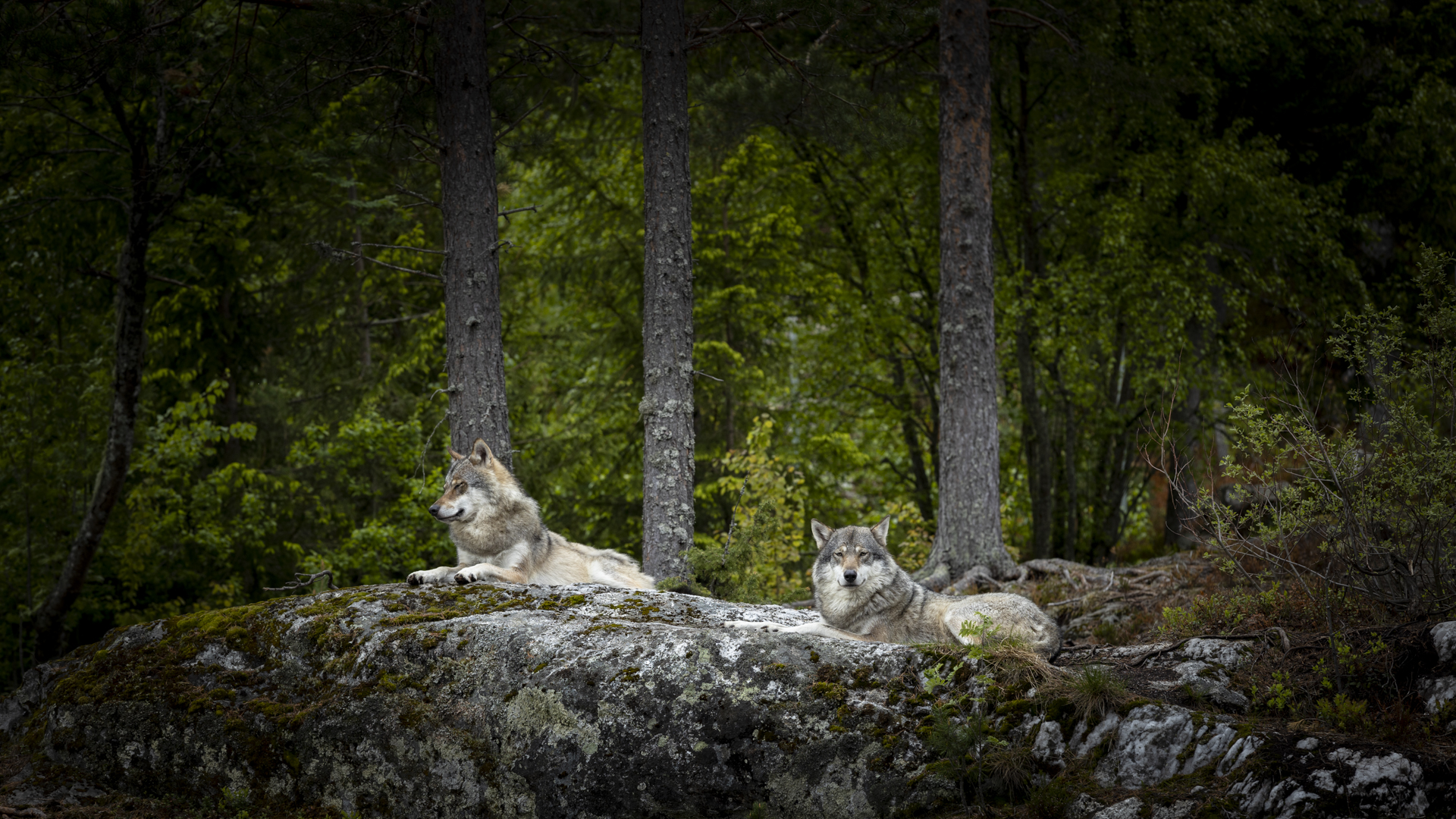 The wolf pair (Tore Gravelsæter)