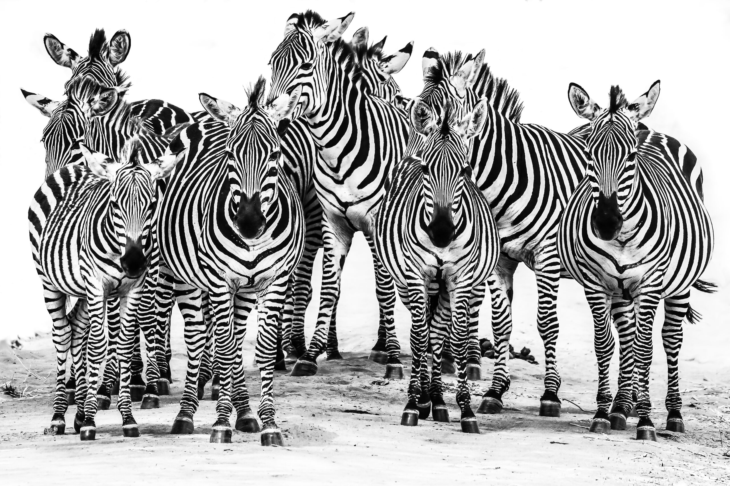 Zebras (Dick Wåhlin)