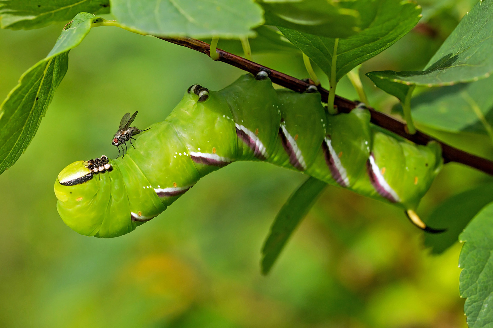 caterpillar and fly (Reijo Hovilainen)